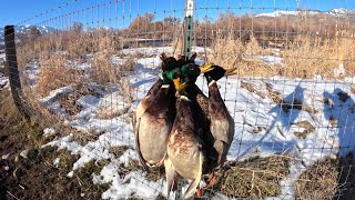 2023 Utah  Weber River Mallard Duck Hunting [upl. by Lundgren]