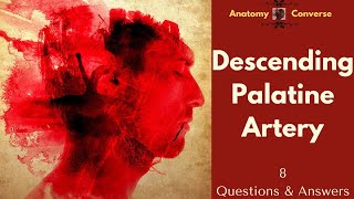 Descending Palatine Artery Anatomy 8 QampA [upl. by Cheslie]