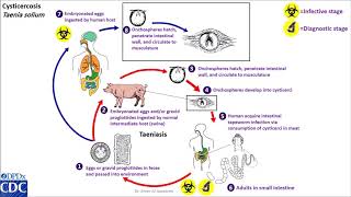 Cysticercosis Taenia solium life cycle [upl. by Browning737]