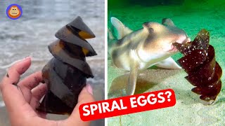 The Strange World of Shark Eggs [upl. by Eldora]