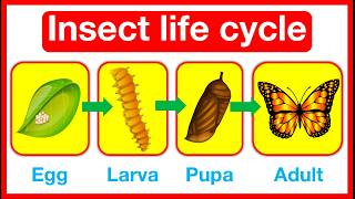 Insect Life Cycle 🤔  Butterfly amp Dragonfly life cycle  metamorphosis vs incomplete metamorphosis [upl. by Sulihpoeht25]