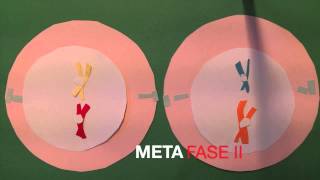 Stopmotion van Meiose 1 amp 2 [upl. by Madid]