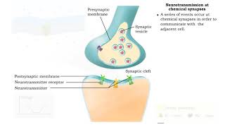 Neurotransmission at chemical synapses amp Excitory and inhibitory potentials [upl. by Erbas]