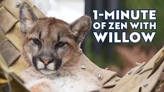 1Minute of Zen with Willow [upl. by Columbine]