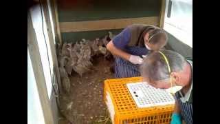 How to remove pheasant bits Mr Poacher Removing bits 3 [upl. by Okihcim]