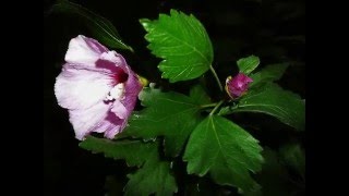 hibiscus syriacus  Chopin  Tristesse [upl. by Ajnat429]