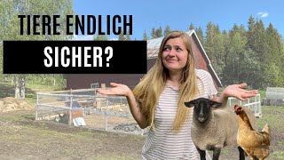 Folge 28  Sind unsere Tiere sicher Hoftour  Upgrade Hühnerauslauf  Neue Bewohner auf der Farm [upl. by Lyndell]