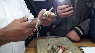 How to dissect prawn  গলদা চিংড়ি macrobrachium rosenbergii [upl. by Jerry]