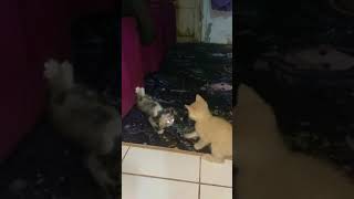 Kittens Fight Brutally  Bloody Cat Fights [upl. by Innavoij864]