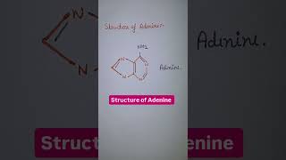 structure of Adenine nucleotide structure Structure of DNA Nitrogenous base [upl. by Breech]