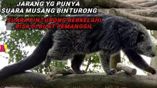 SUARA PIKAT ‼️musang binturong tarung  bearcat soundsuara lagi kawin [upl. by Assenal]