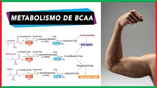 Metabolismo de aminoácidos de cadena ramificada BCAA  Bioquímica [upl. by Attenyw]