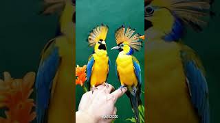 what do you think Two vividly colored birds shortvideo [upl. by Eelaras113]