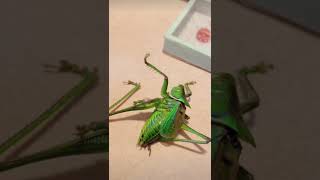 Headless grasshopper Alive Day 6 educationalshorts bugs [upl. by Sissy299]