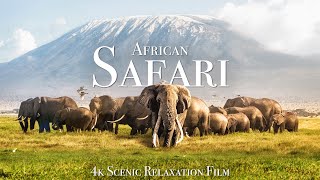 African Safari 4K  Scenic Wildlife Film With African Music [upl. by Prosper944]