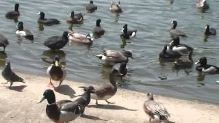 Feeding the ducks at Lincoln Park LA California [upl. by Anatnas904]