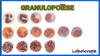 LA GRANULOPOÏÈSE [upl. by Gannes]