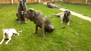 NEAPOLITAN MASTIFF PACK [upl. by Paddie]