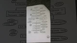 Glycolysis pathway vairalshort rspharmacy ☺️☺️☺️☺️☺️☺️ please support my youtube channel subscribe [upl. by Irovi]