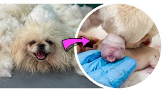 Grooming Royal Pekingese  Birth of puppies  🐶 [upl. by Milty]