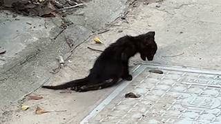 A black cat with paralyzed legs struggled in the grass After being rescued reborn and transformed [upl. by Arri]