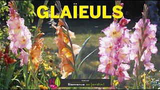 GLAÏEULS  RETOUR EN GRÂCE DE CES PLANTES REMARQUABLES AVEC LES BONS CONSEILS DE PATRICK ET ROLAND [upl. by Reynold]