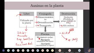 Laboratorio de Fisiología  Efecto de las auxinas en el crecimiento y desarrollo [upl. by Rosemonde239]