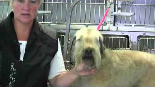 Wheaten Terrier Pet TrimFaceEye [upl. by Norreg]