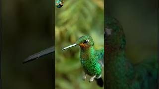 Hummingbirds Incredible Flight [upl. by Gonyea260]