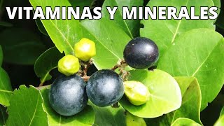 ¿Cuáles son las VITAMINAS y MINERALES del Icaco Beneficios y tipos de ICACO [upl. by Eiramanad572]