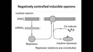 Types of Operons [upl. by Pearl]