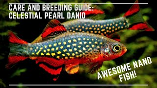 Celestial Pearl Danio Breeding and Care Guide  Galaxy Rasbora  Awesome Nano Fish [upl. by Eiclud]