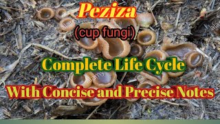 Life history of Peziza [upl. by Vannie]