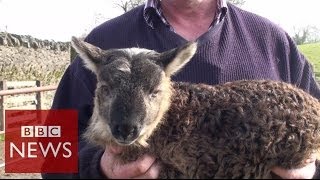 What do you get when you cross sheep amp goat  BBC News [upl. by Devaney]