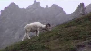 Almost legal Dall sheep feeding [upl. by Nayve792]