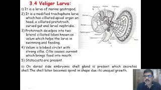 Veliger Larva [upl. by Notreb]