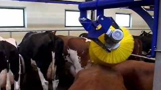 Swinging Cow Brush  DeLaval Automated Milking Solutions  DeLaval [upl. by Gabrielson]