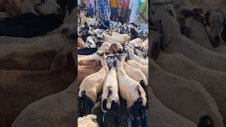 sheep price Gudur sheep market sheep kids price [upl. by Nosaes]