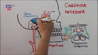 VASCULARIZACION ARTERIAL ENCEFALICA PARTE 1 carotida interna [upl. by Ecar985]