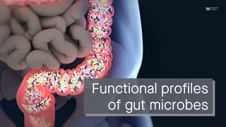 Four distinct functional profiles in the human gut microbiome [upl. by Liscomb]