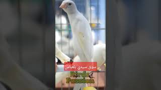 سوق الكناري في بلعباس  سومة لباس [upl. by Ecnatsnoc]