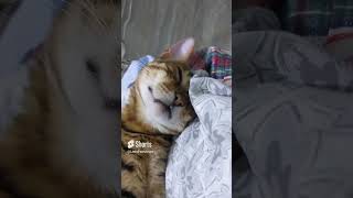 Bengal Cat Naptime A Glimpse into a Felines Dreamy Wonderland shorts cat [upl. by Fe]