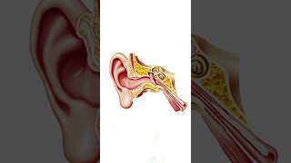 Vestibular neuritis and labrinthitis [upl. by Yendor]