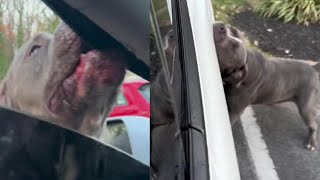 Pit Bull Bites and Tears Apart Maryland Woman’s Tesla [upl. by Egroeg457]