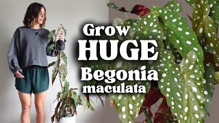 Easy Begonia Plant Care How I Grow My Tall Begonia [upl. by Haidebej]