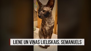 quotAculiecinieksquot  Liene un viņas Lieliskais Semanuels [upl. by Cailean657]