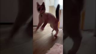 Funny animal videos 2024🤣 Funny cat videos and dogs  Funny videos 92 shorts cats dogs [upl. by Bridge780]