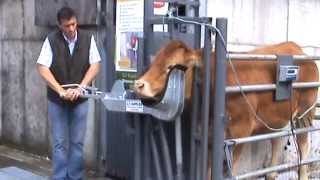 Cattle Head holder Cow Scoop part 1 [upl. by Bertelli30]