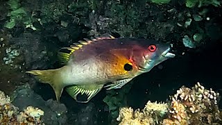 Axilspot hogfish Bodianus axillaris coral pigfish turncoat hogfish Panda Hogfish [upl. by Sac576]