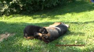 Chiots berger allemand a Lady et ceux de Harley [upl. by Aivon737]